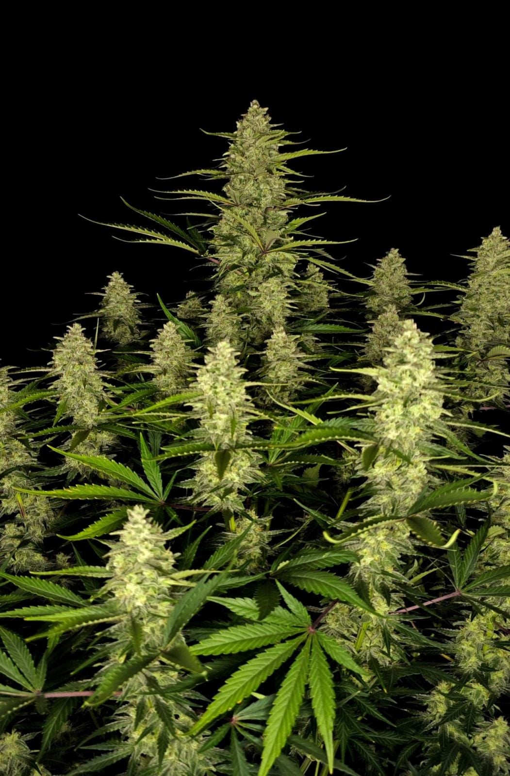 42 FastBuds - PAPAYA COOKIES - Automatic - 3 Seeds