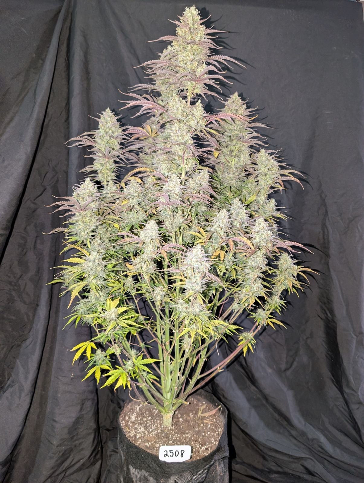 42 FastBuds - Z-UP - Automatic - 3 Seeds