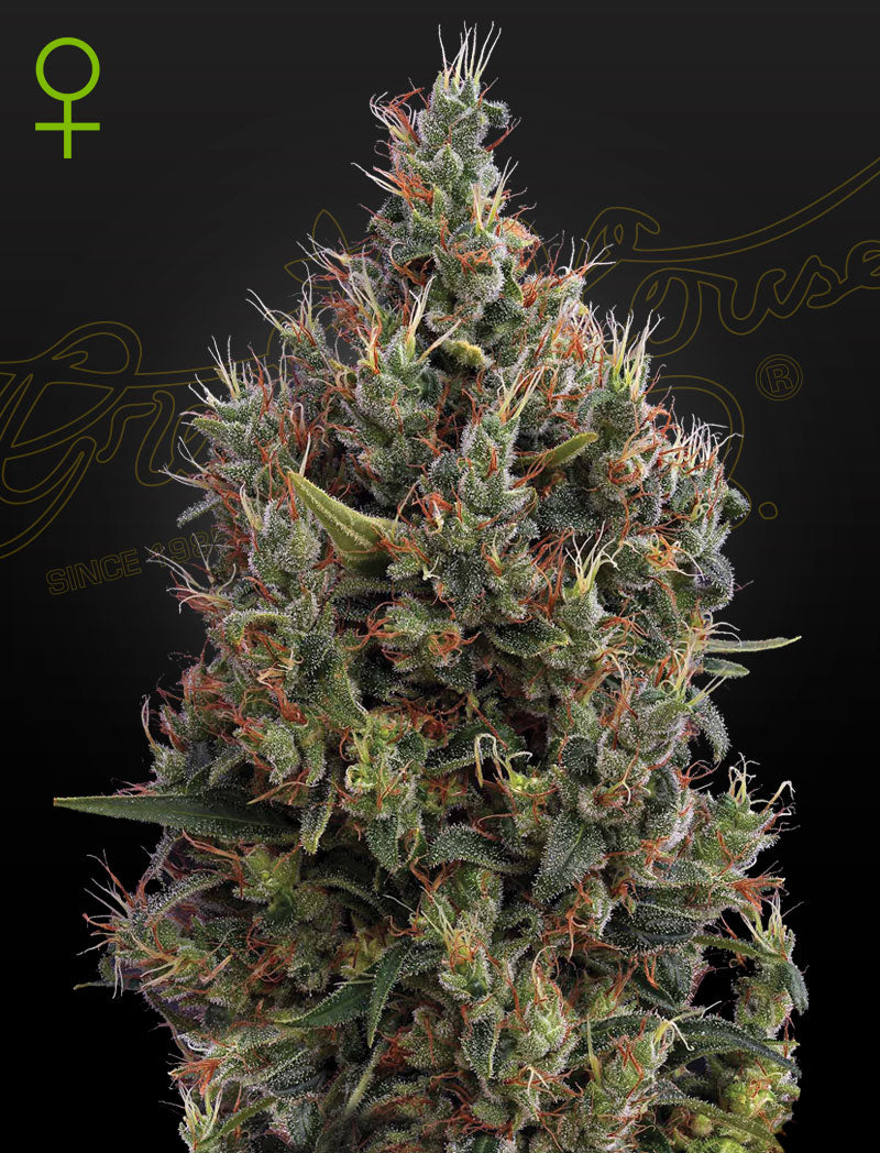 Green House Seed - BIG BANG - Automatic - 3 Seeds