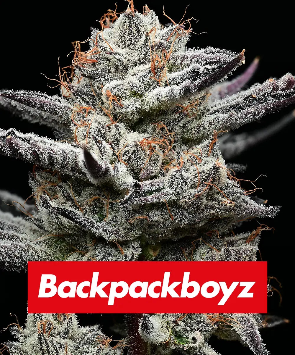 Barney's Farm x Backpackboyz - BLACK CHERRY GUSHERS - Feminized - 3 Seeds
