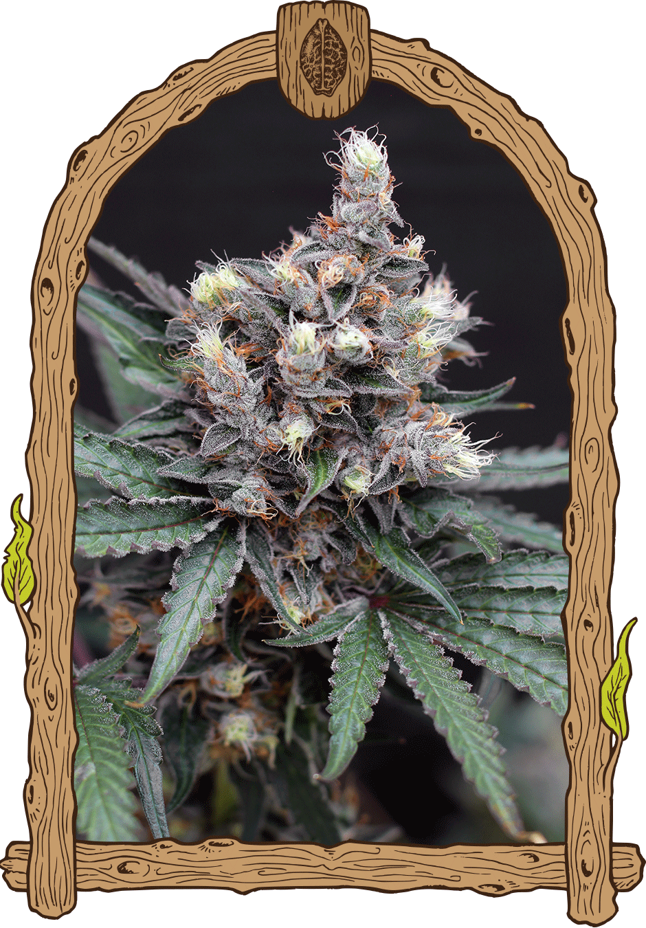 Exotic Seed - BLACKNANA - Regular - 5 Seeds
