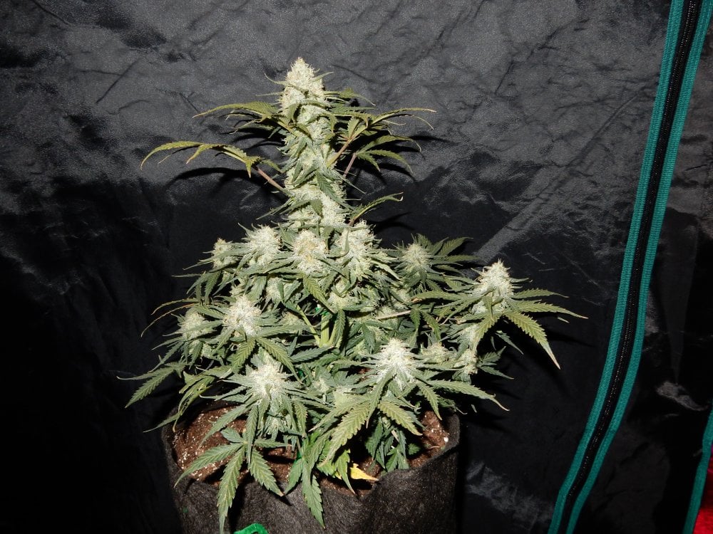42 FastBuds - WEST COAST O.G. - Automatic - 3 Seeds