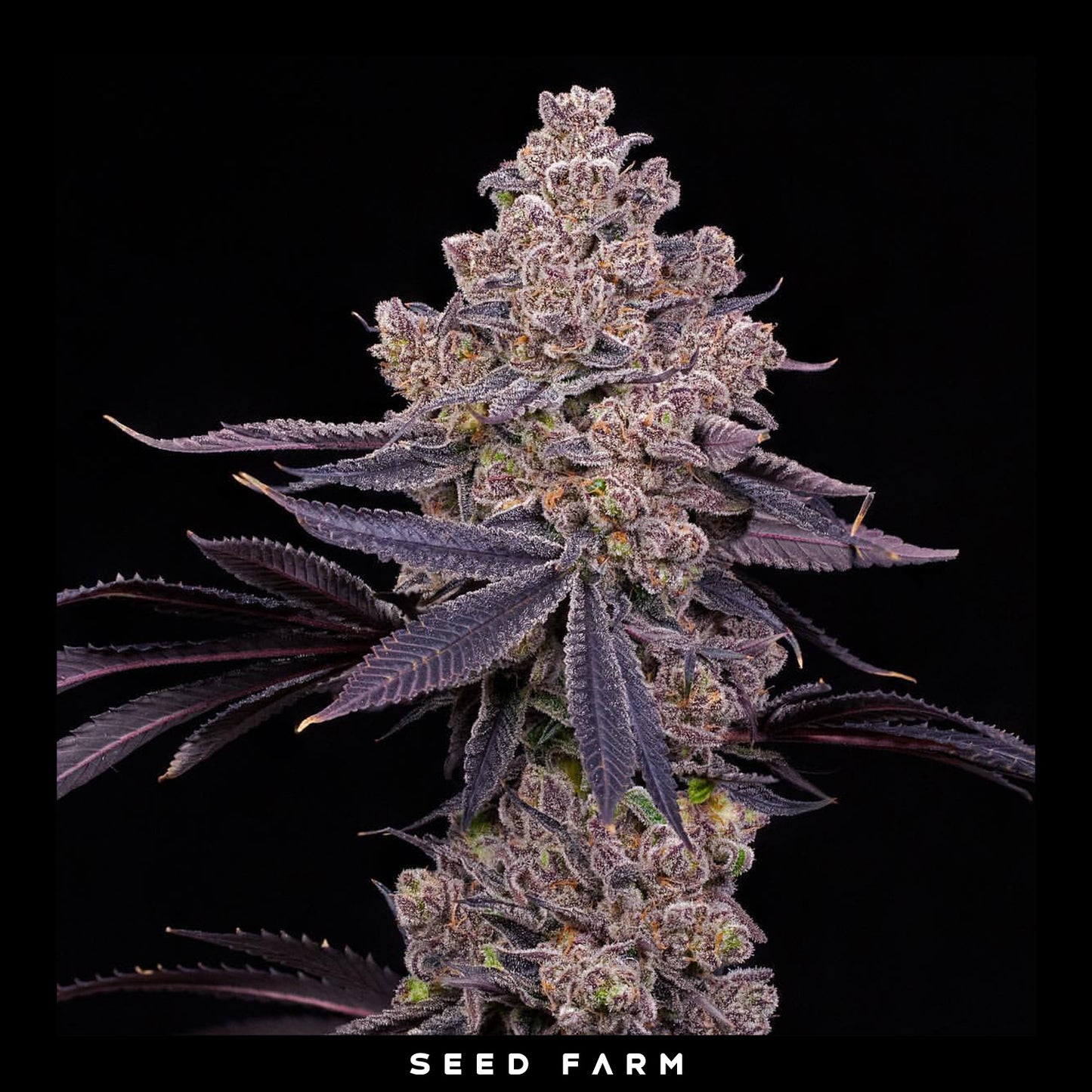 Compound Genetics - MELLOWZ - Feminized