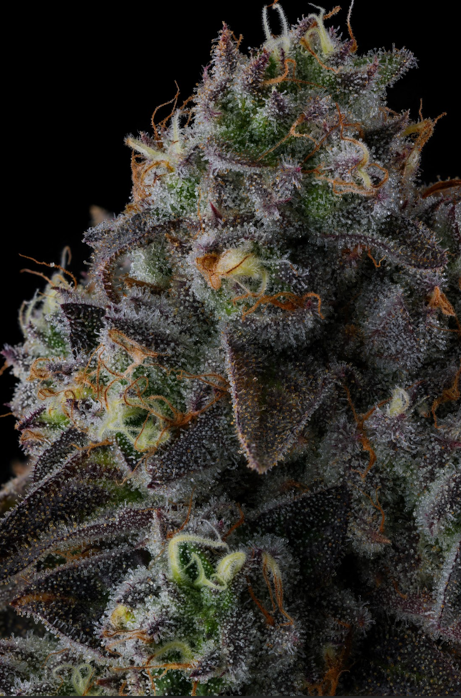 Compound Genetics - FRUIT RIOT - Feminized