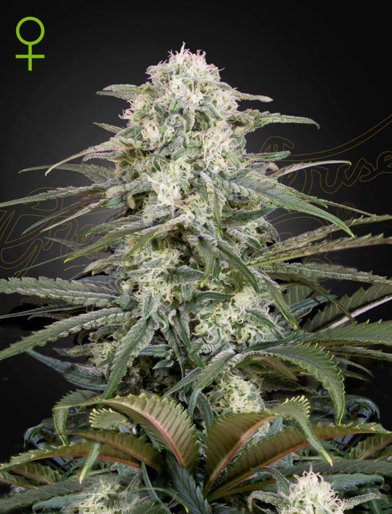 Green House Seed - KALASHNIKOVA - Automatic - 3 Seeds