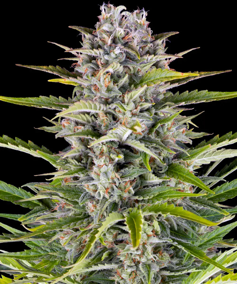 Barney's Farm - GORILLA ZKITTLEZ - Automatic