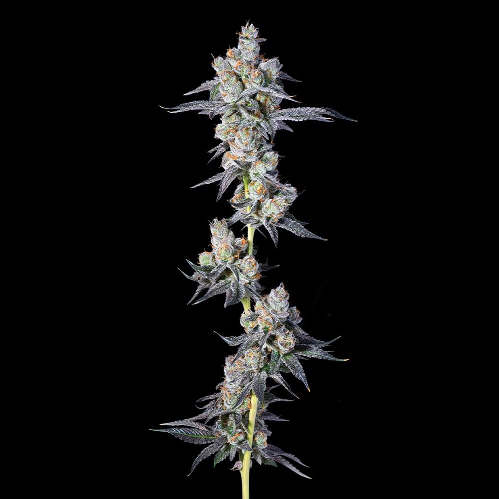 Compound Genetics - HAWAIIAN SUNKIST - Feminized