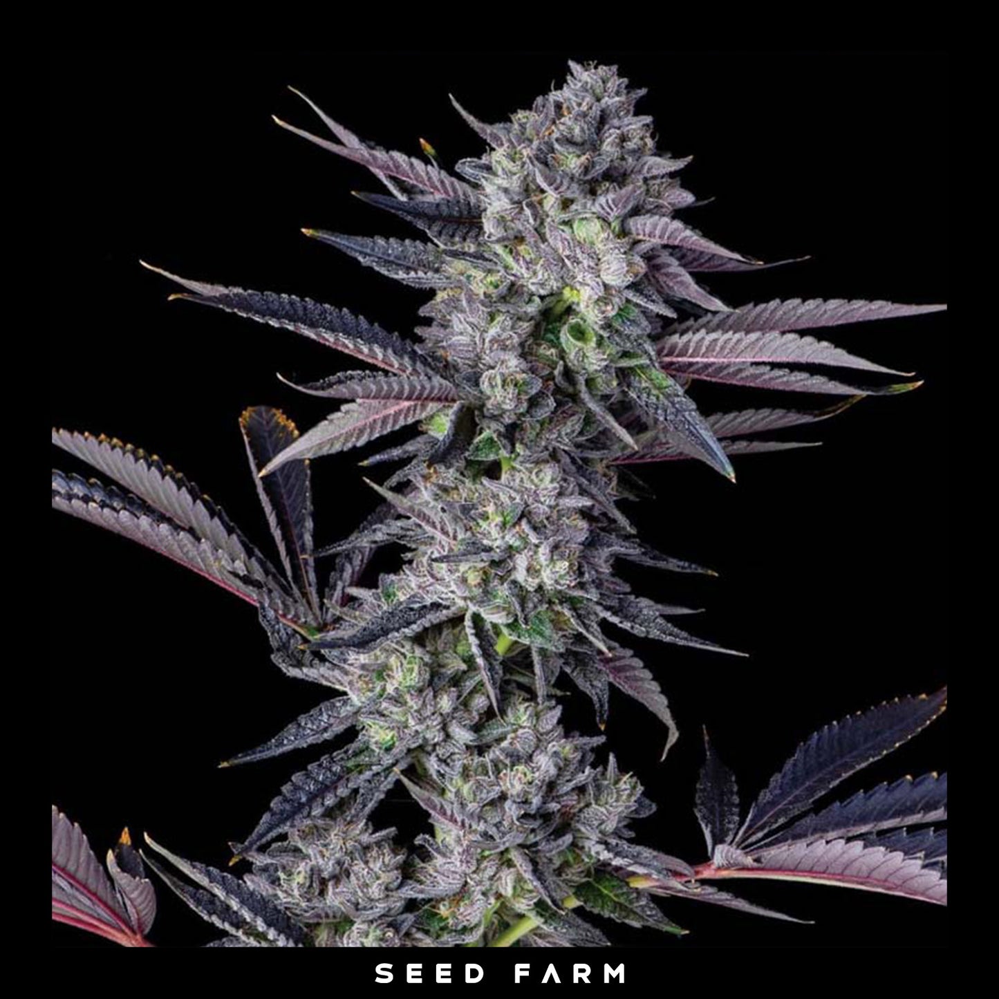 Compound Genetics - HONEYCOMB PAVÉ - Feminized