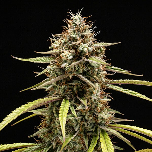 Royal Queen Seeds - ORION F1 - Automatic