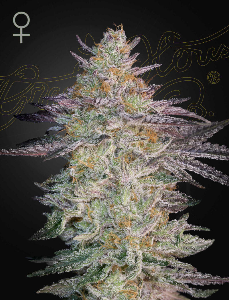 Green House Seed - SUPER LEMON HAZE x GMO - Feminized - 3 Seeds