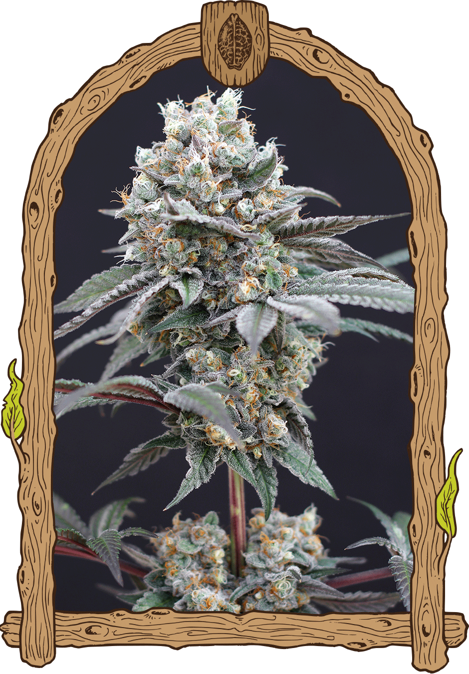 Exotic Seed - THE CLASH - Feminized