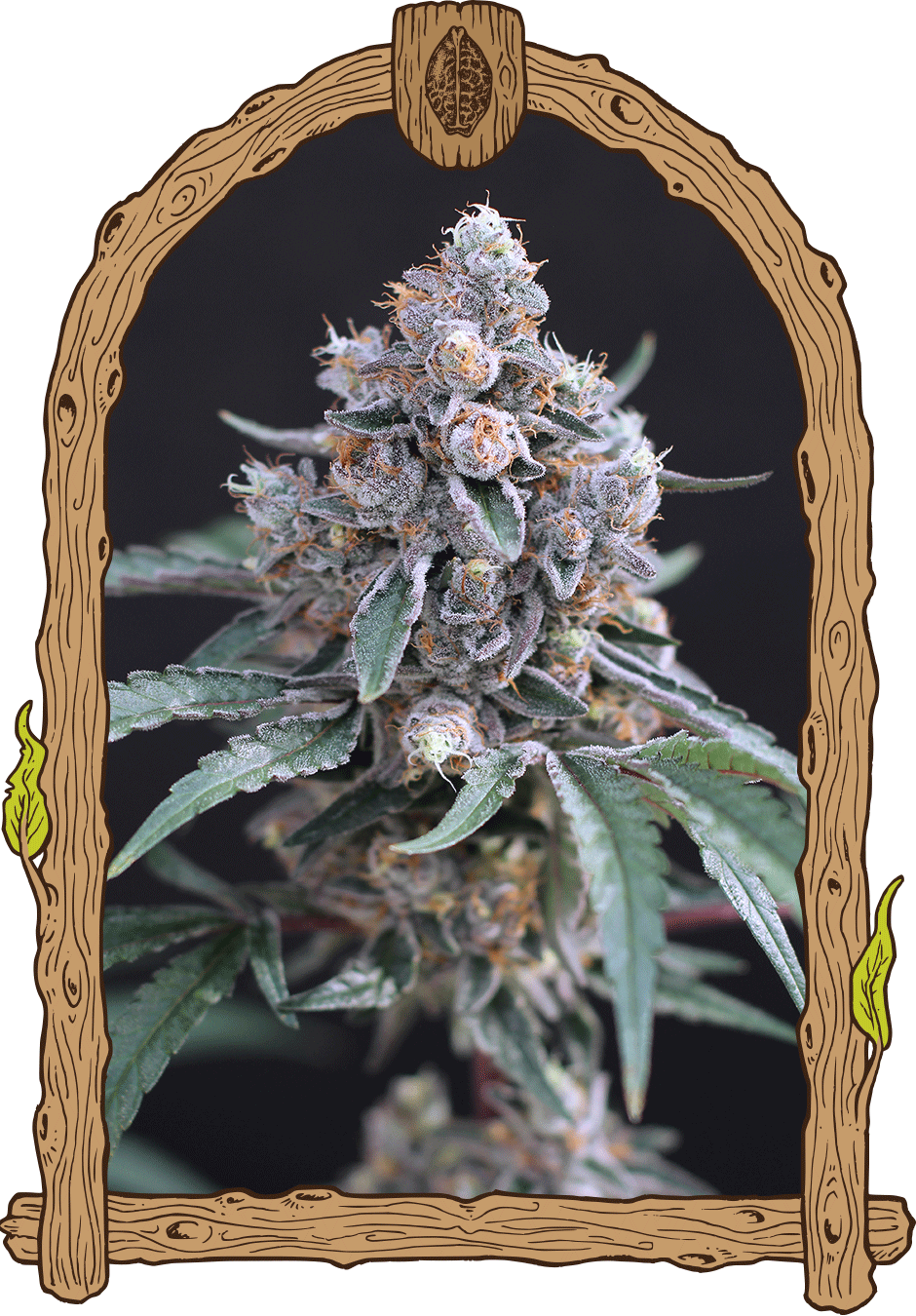 Exotic Seed - TURBO JUNKY - Feminized