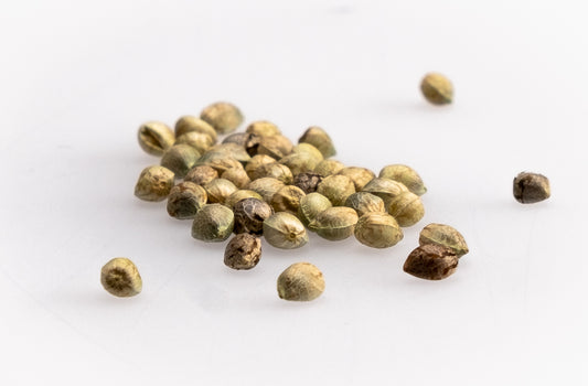 So lasse ich Samen keimen – Cannabissamen keimen, wurzeln und setzen