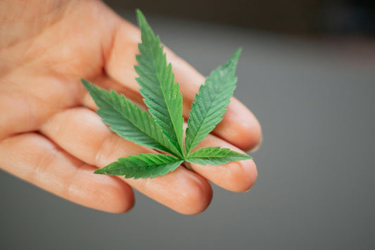 Cannabis-Legalisierung im Überblick | Seed Farm