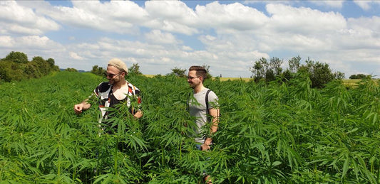 Cannabis, Anfänger, Homegrowing, Indoor-Anbau, Nährstoffe, Ausrüstung