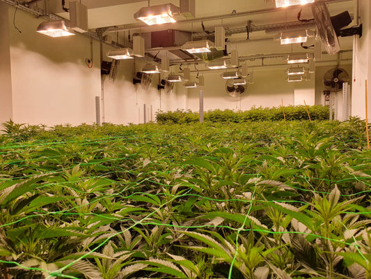 Cannabispflanze im privaten Garten, Luxemburgs neue Gesetzgebung erlaubt den Anbau