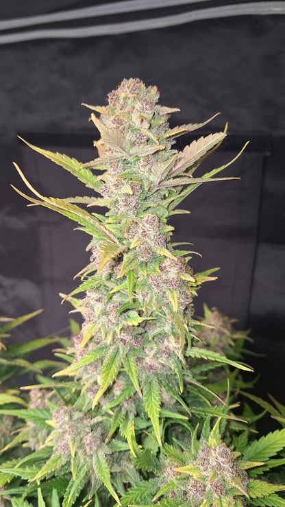 42 FastBuds - PURPLE HAZE - Automatic - 3 Seeds