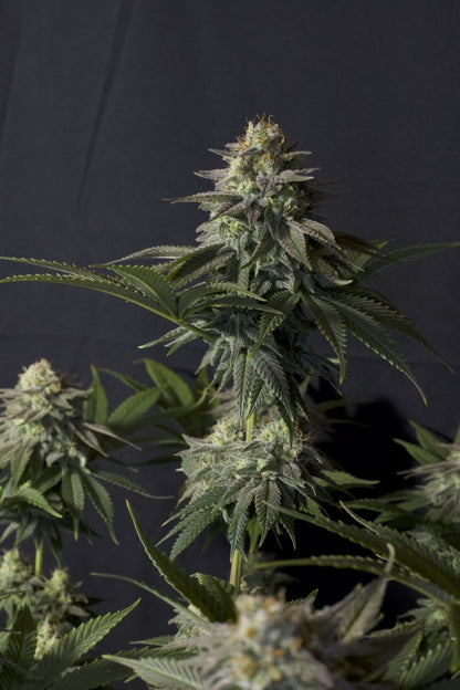 42 FastBuds - PURPLE LEMONADE FF  - Feminized - 3 Seeds