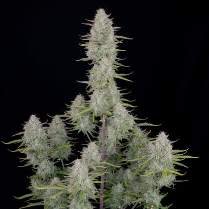 42 FastBuds - WEDDING CHEESECAKE - Automatic - 3 Seeds