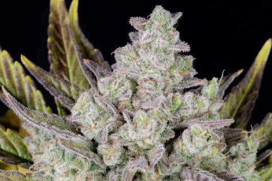 42 FastBuds - GORILLA COOKIES - Automatic - 3 Seeds