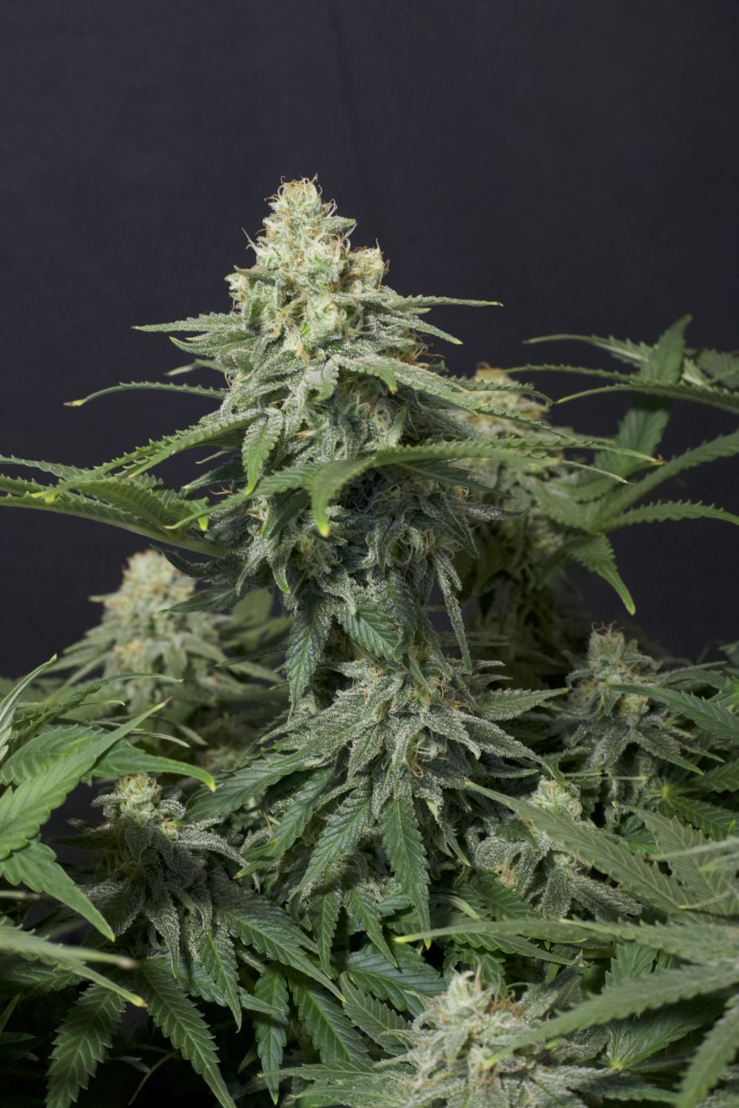 42 FastBuds - WEDDING CHEESECAKE FF  - Feminized - 3 Seeds