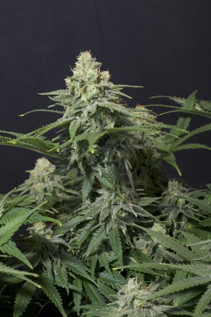 42 FastBuds - WEDDING CHEESECAKE FF  - Feminized - 3 Seeds