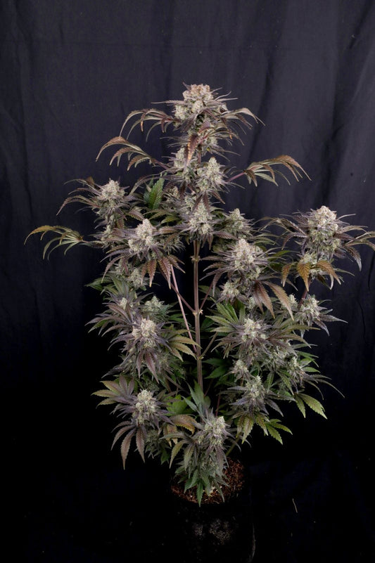 42 FastBuds - FROSTBANGER AUTO F4 - Automatic - 3 Seeds