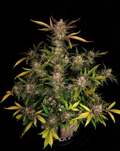 42 FastBuds - ZTRAWBERRIEZ - Automatic - 3 Seeds