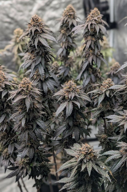 42 FastBuds - PAPAYA SHERBET  - Feminized - 3 Seeds