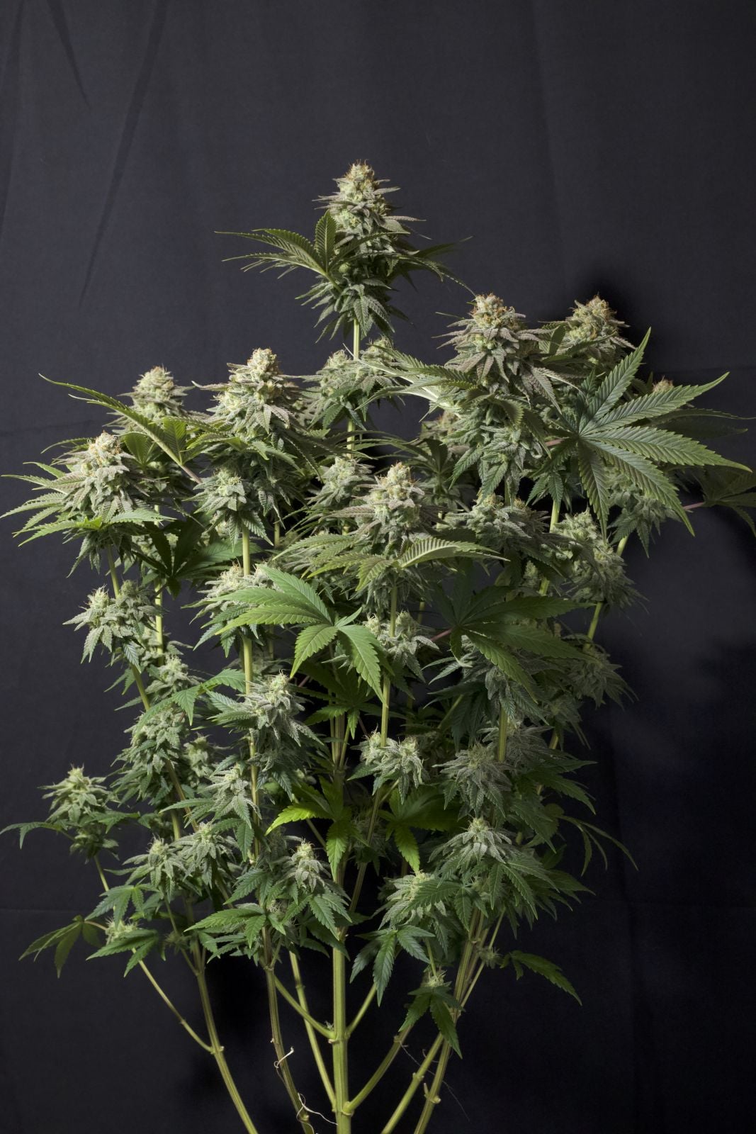 42 FastBuds - ORANGE SHERBET FF  - Feminized - 3 Seeds