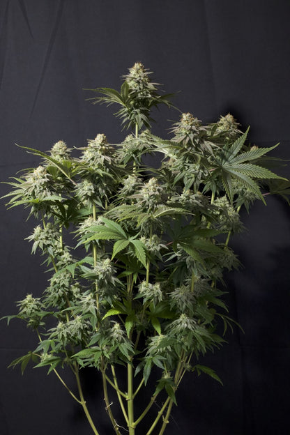 42 FastBuds - PURPLE LEMONADE FF  - Feminized - 3 Seeds