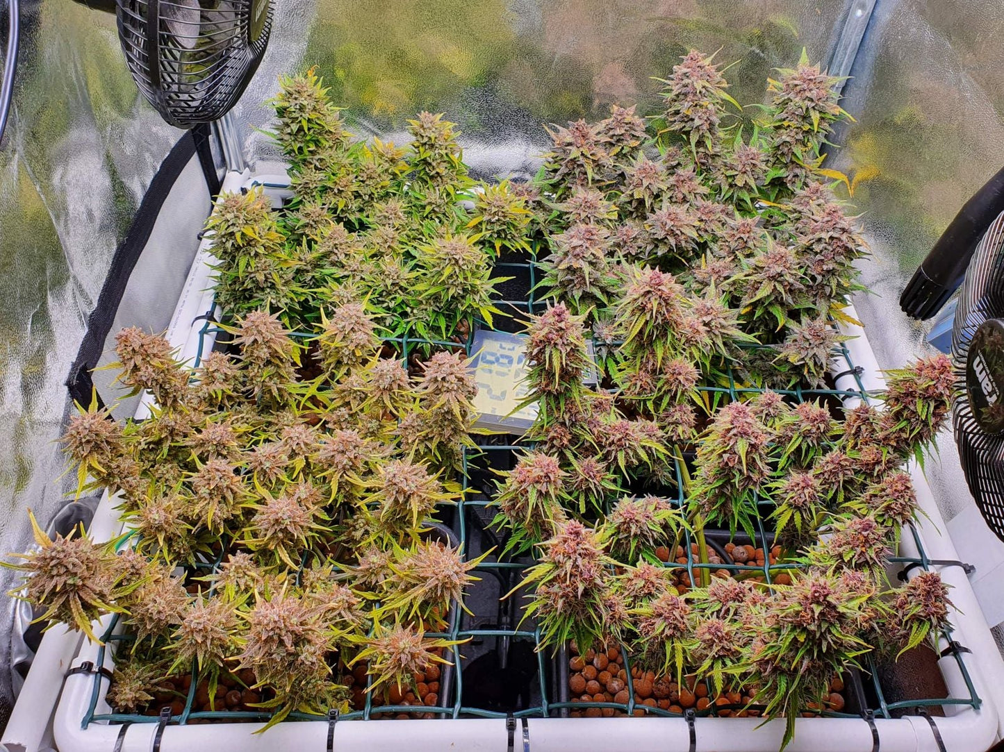 42 FastBuds - MIX PACK AUTO - Automatic - 3 Seeds