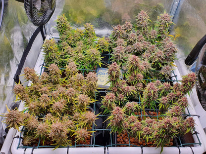 42 FastBuds - MIX PACK AUTO - Automatic - 3 Seeds