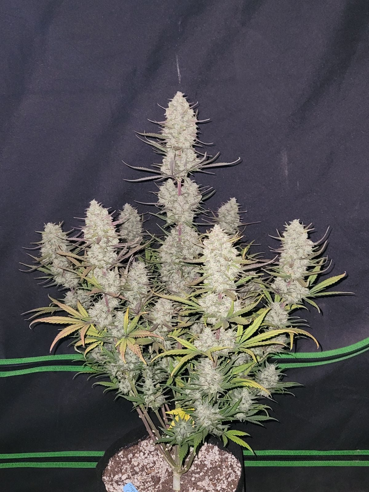 42 FastBuds - TROPICANA COOKIES - Automatic - 3 Seeds