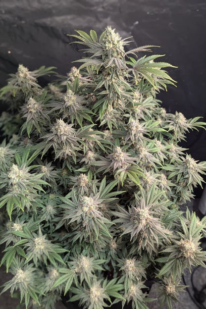 42 FastBuds - RAINBOW MELON  - Feminized - 3 Seeds