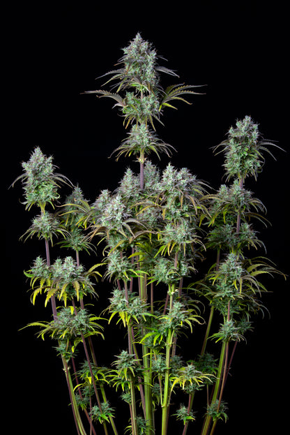 42 FastBuds - ORIGINAL AUTO BIG BUD - Automatic - 3 Seeds