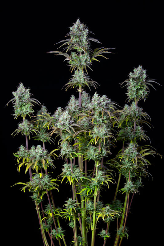 42 FastBuds - ORIGINAL AUTO BIG BUD - Automatic - 3 Seeds