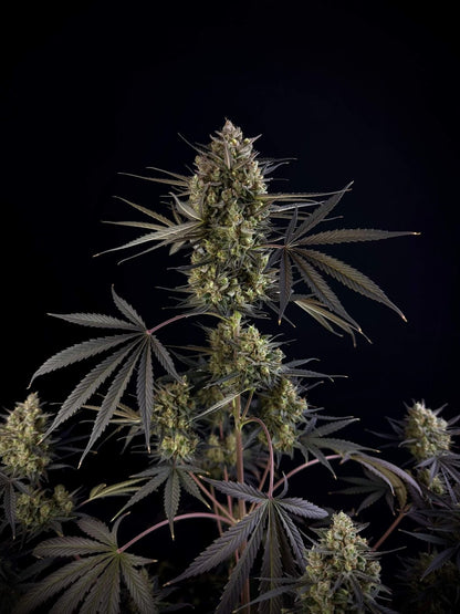 42 FastBuds - POUND CAKE - Automatic - 3 Seeds