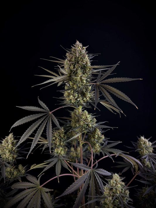 42 FastBuds - POUND CAKE - Automatic - 3 Seeds