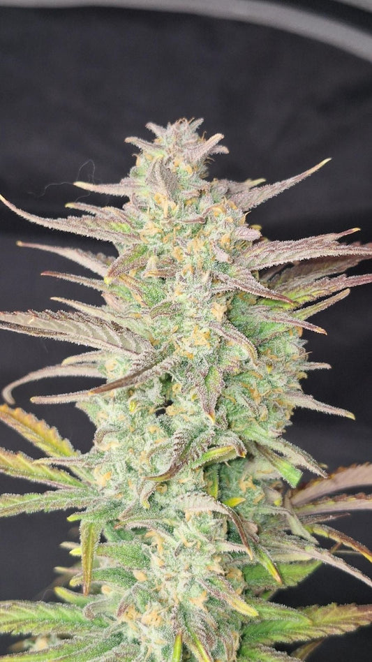 42 FastBuds - Z-UP - Automatic - 3 Seeds