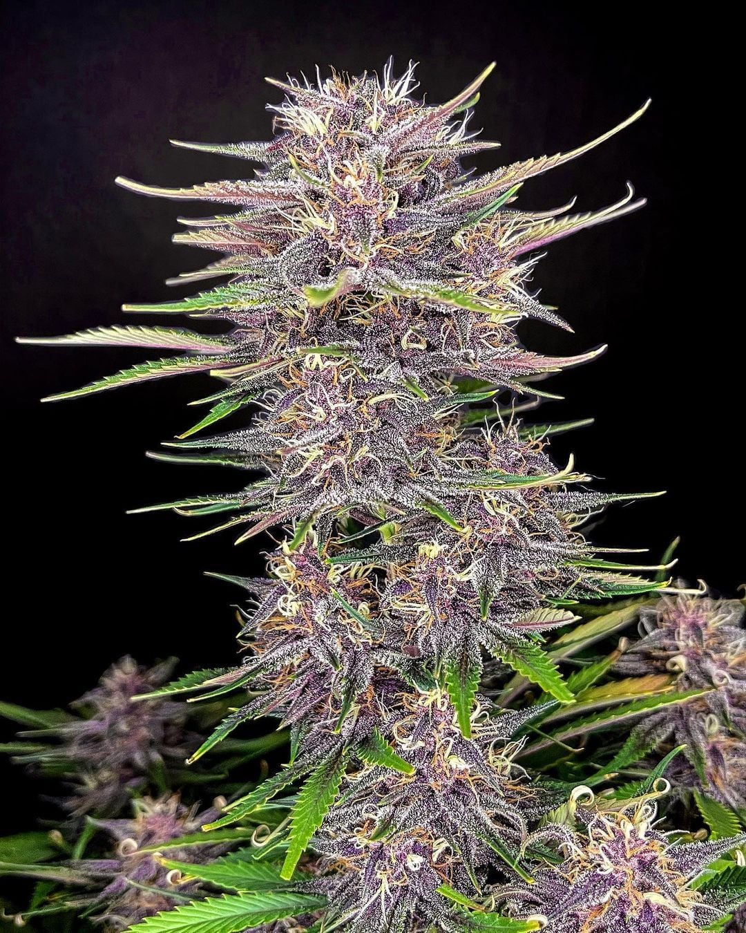 42 FastBuds - BANANA PURPLE PUNCH - Automatic - 3 Seeds