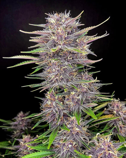 42 FastBuds - BLACKBERRY - Automatic - 3 Seeds