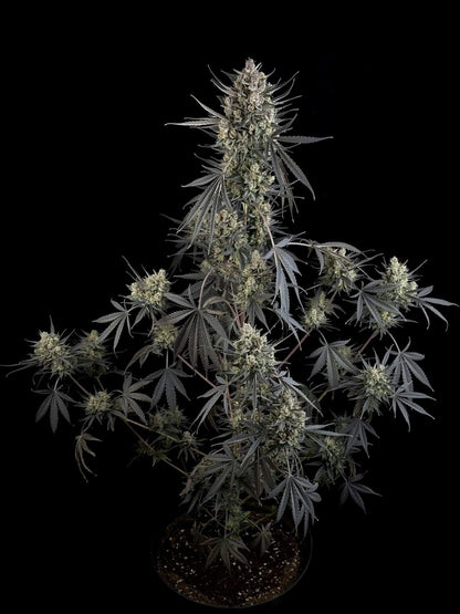 42 FastBuds - POUND CAKE - Automatic - 3 Seeds