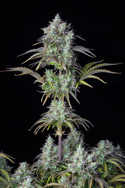42 FastBuds - ORIGINAL AUTO BIG BUD - Automatic - 3 Seeds