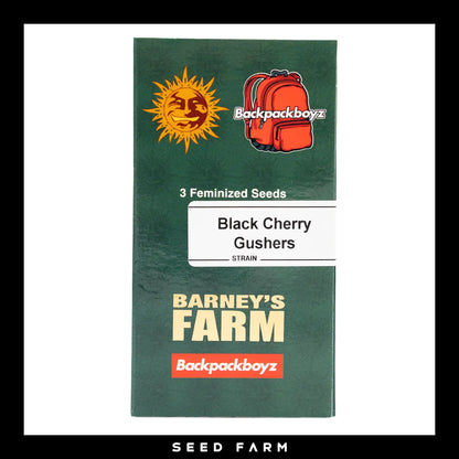 Barney&#039;s Farm x Backpackboyz, Black Cherry Gushes, feminisierte Cannabis Samen, 3 Stück, Vorderansicht