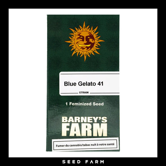 Barneys Farm Blue Gelato 41 feminisierte Cannabis Samen, 1 Stück, Vorderansicht
