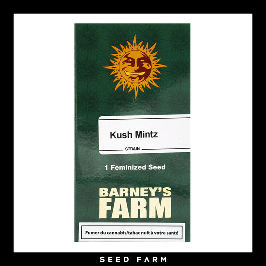 Barneys Farm Kush Mintz feminisierte Cannabis Samen, 1 Stück, Vorderansicht