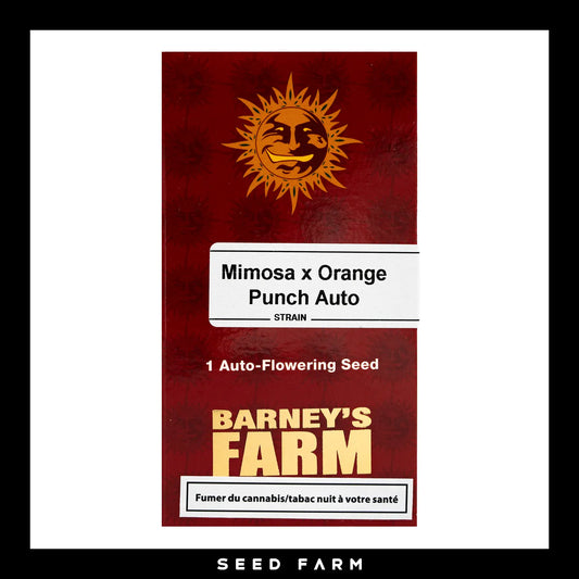 Barneys Farm Mimosa x Orange Punch Automatic Cannabis Samen, 1 Stück, Vorderansicht