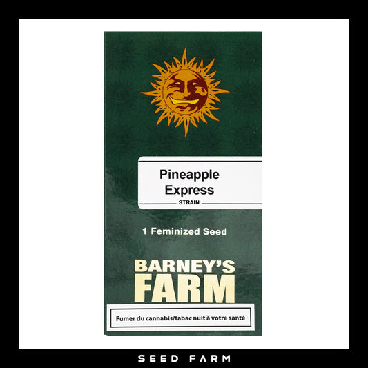 Barneys Farm Pineapple Express feminisierte Cannabis Samen, 1 Stück, Vorderansicht
