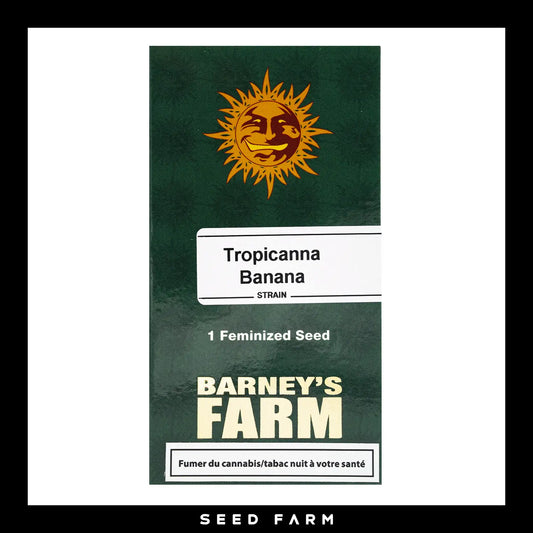 Barneys Farm Tropicana Banana feminisierte Cannabis Samen, 1 Stück, Vorderansicht